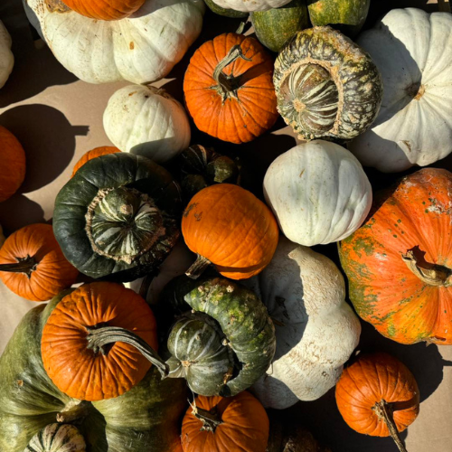 A colorful assortment of pumpkins and gourds in varying shapes and sizes, featuring vibrant oranges, greens, and whites, bathed in warm sunlight.