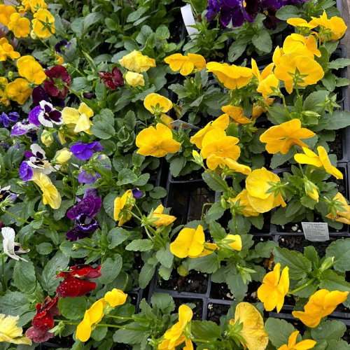 Bright yellow, red, and purple pansies bloom vibrantly in a lush green nursery setting, evoking a cheerful and lively atmosphere.