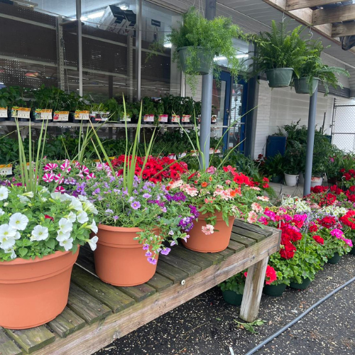 Outdoor plant nursery display with vibrant flower pots on wooden shelves. Bright reds, pinks, and greens create a lively, inviting atmosphere.