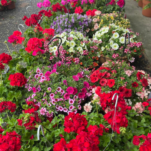 A vibrant assortment of flowering plants in pots, showcasing red, pink, and white blooms. The lush greenery surrounds the flowers, creating a lively and colorful garden display.