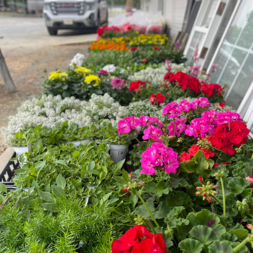 A vibrant display of assorted flowers, including red, pink, and yellow blooms, arranged outside a building. A vehicle is visible in the background.