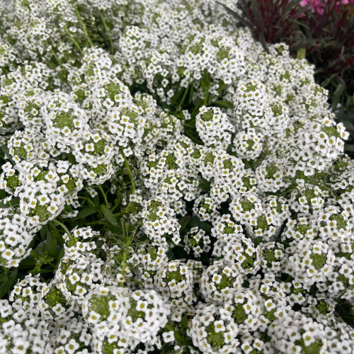 Dense clusters of small white flowers with green centers cover a lush garden bed. The scene conveys a fresh, vibrant, and serene atmosphere.