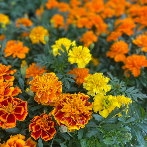 Vibrant marigold flowers in full bloom with rich orange and yellow hues, surrounded by lush green leaves, creating a lively and cheerful garden scene.