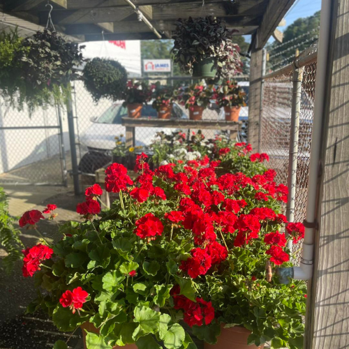 A garden center features rows of vibrant red geraniums flourishing under sunlight. Hanging plants and a chain-link fence frame the backdrop, exuding a lively atmosphere.