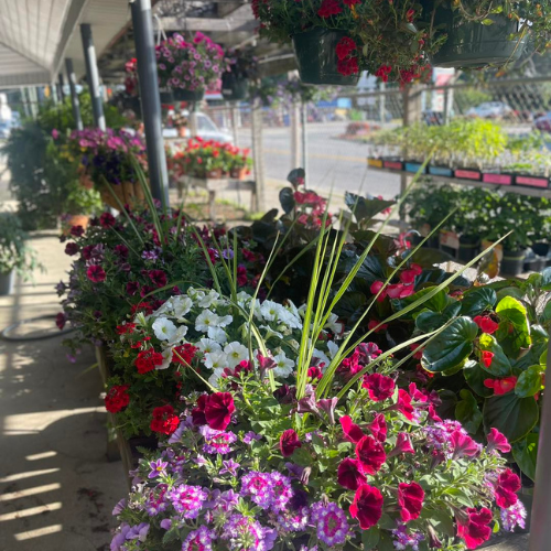 A vibrant outdoor flower market with colorful blooms, including red, white, and purple flowers. Sunlight casts soft shadows, creating a cheerful ambiance.