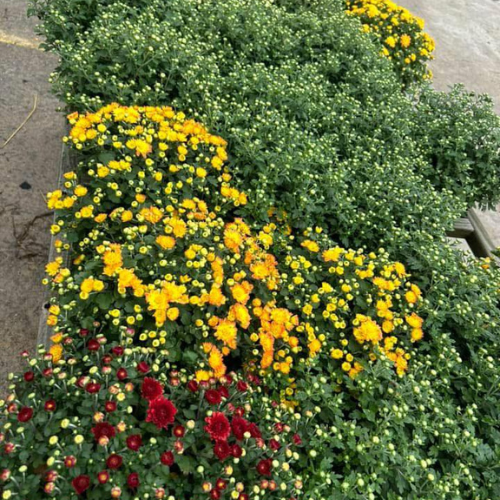 Rows of vibrant chrysanthemums on display, featuring blooming yellow and red flowers amidst lush green foliage, creating a cheerful and lively scene.