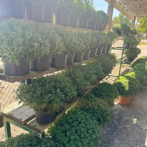 Rows of potted green plants on wooden shelves in a sunny outdoor garden center, creating a lush and vibrant atmosphere.