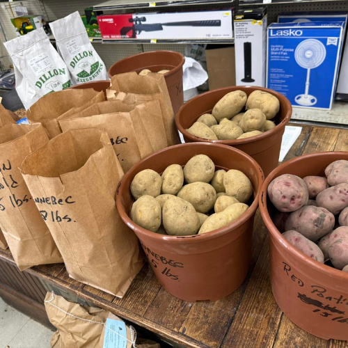 Bags and pots on a wooden table display Yukon Gold and red potatoes for sale, set against a background of gardening tools and a fan.