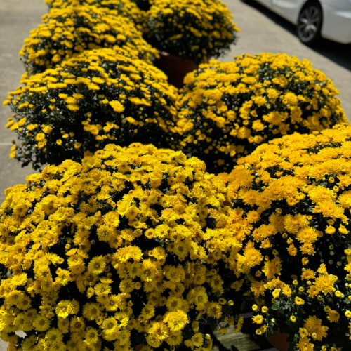Bright clusters of yellow chrysanthemums are arranged in a line, casting soft shadows on the pavement. A white car is partially visible in the background.